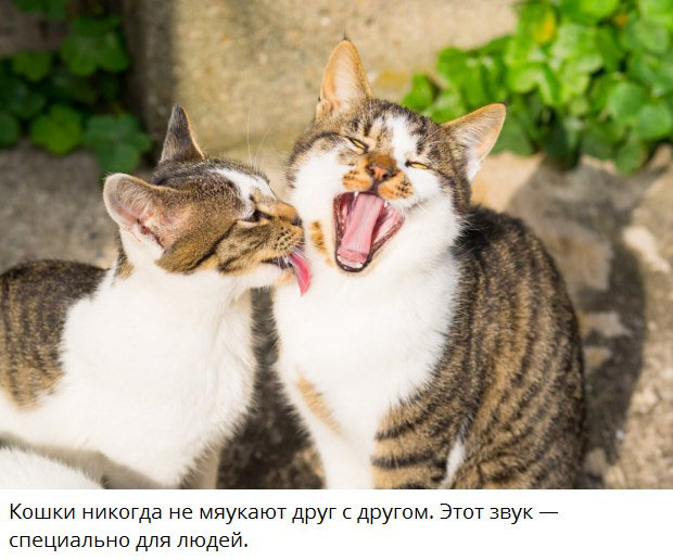 Оказывается, кошки зевают в присутствии нас — хозяев не просто так: 3 интересные причины
