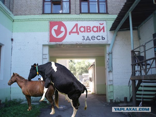 Давай здесь?!