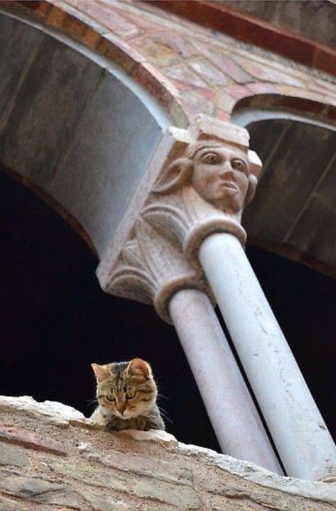 Кошки на развалинах города Помпеи