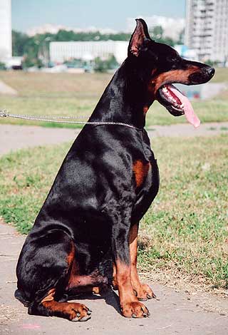 10 самых агрессивных пород собак