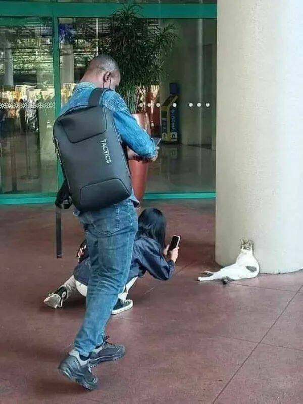 Коты, которые смирились со своей участью