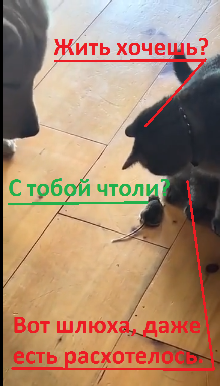 Мышь, какая мышь?