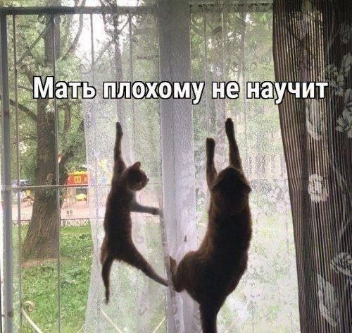 Веселые картинки в понедельник (08.01)