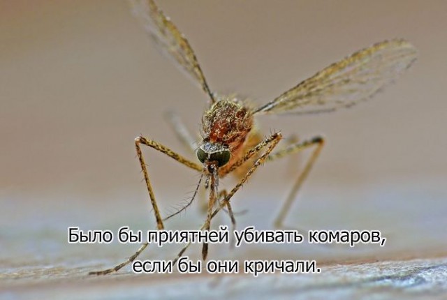 Так себе картинки 04.07.26