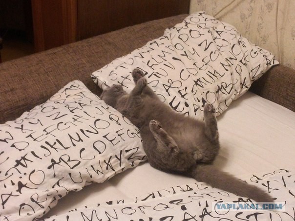Котовторник  25.03.2014