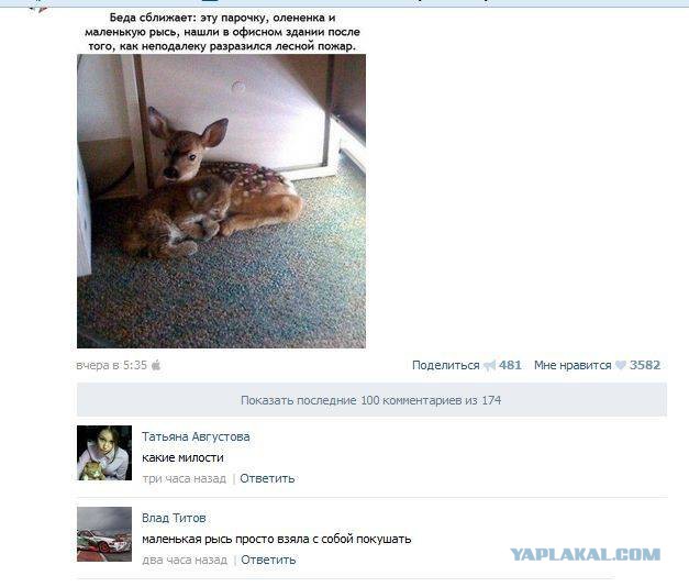 Комментарии из Сети