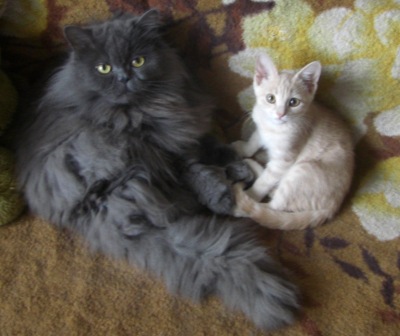 Котовторник 01.07.2014