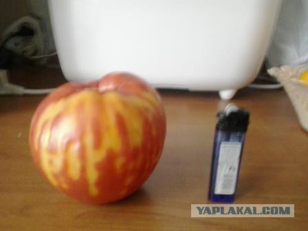 Мой ответ санкциям