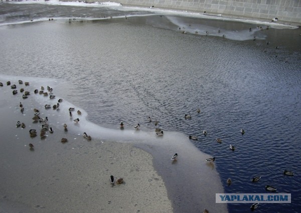 В Питере в реку упал бензовоз с мазутом