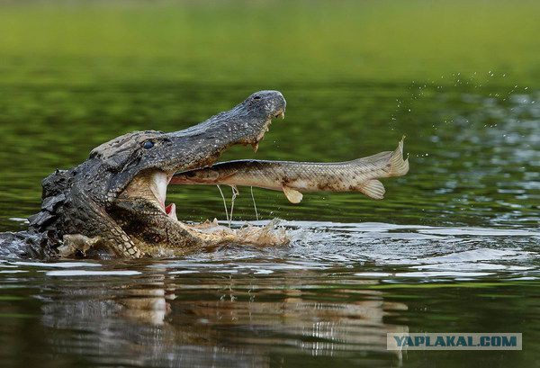 Франция прогнулась под Америку, отложив поставку