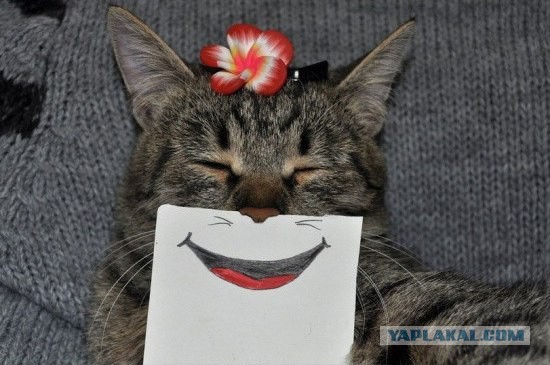 Котовторник