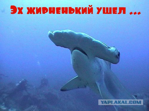 Нападение акулы на рыбака-каякера