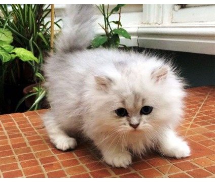 Котовторник 03.11.2015