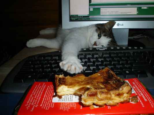 Коты, кошки, котята