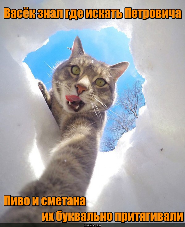 «Селфи-кот» и «братки с района»