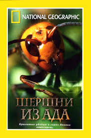 Шершни напали на пчелиный улей.
