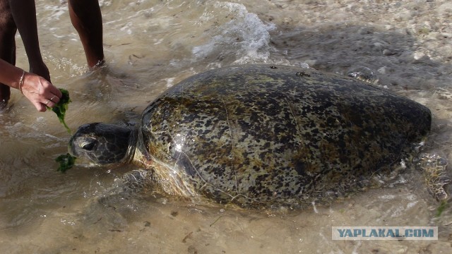 Самостоятельное путешествие в Шри-Ланку