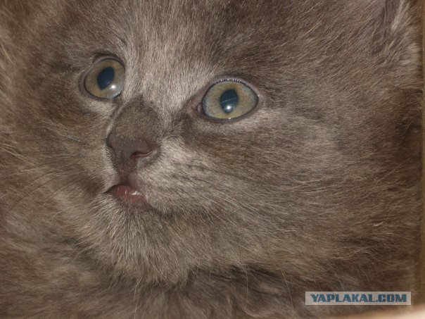 Котовторник 16.02.16