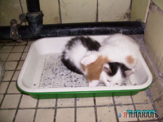 Вторничный котомёт