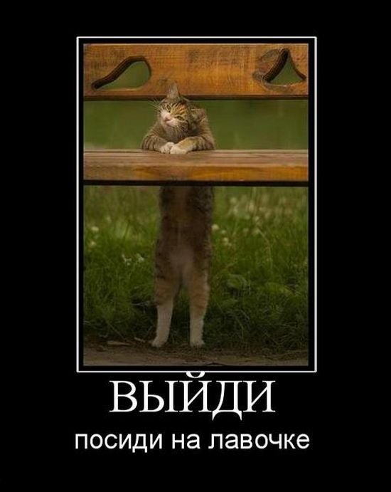 Демы к котовторнику!