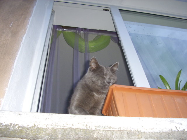Котомет на вторник (18.12.2007)