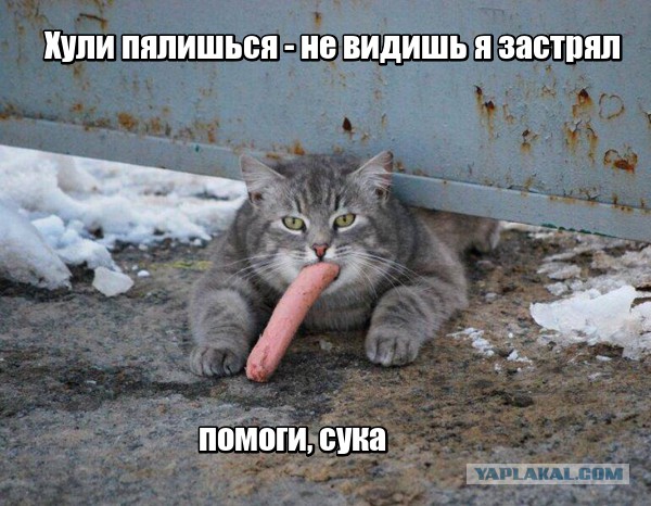 Смешные картинки из сети