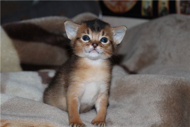Коты из сети