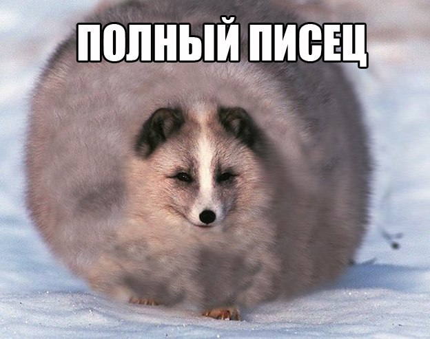 Порция картинок