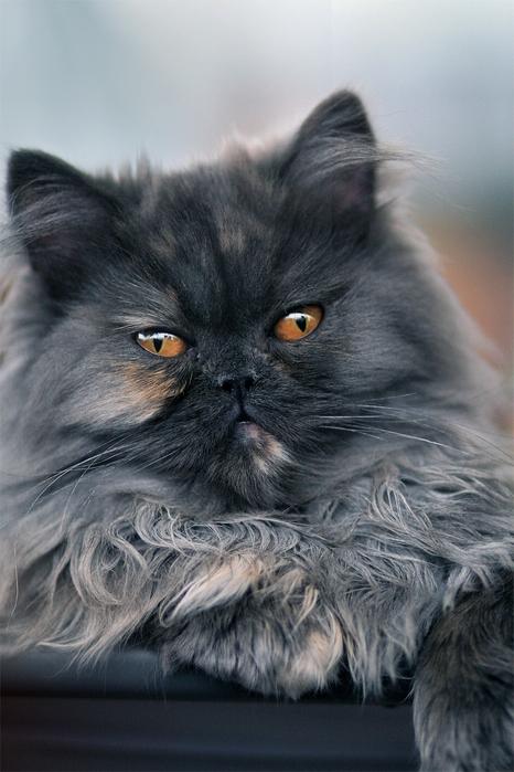 Коты из сети