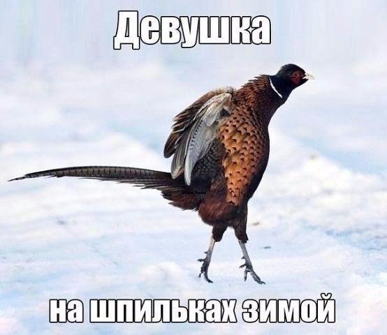 Подборка безудержного веселья