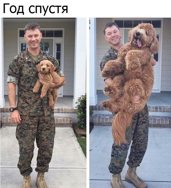 Подборка забавных животных