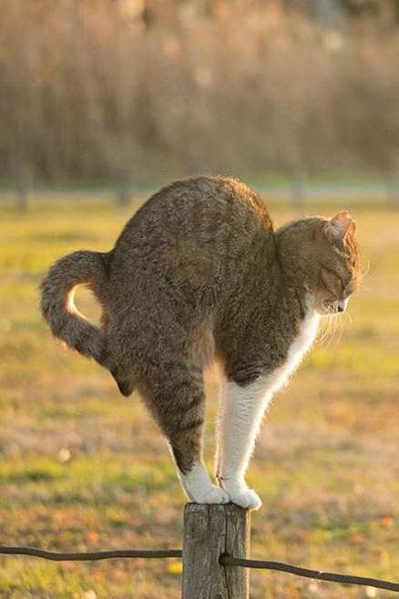 Коты и Кошки