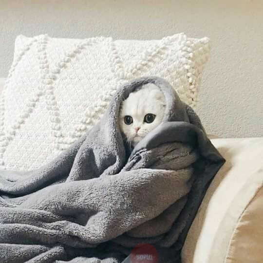 Коты и Кошки
