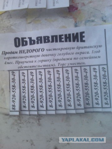Смешные картинки и комментарии.