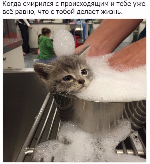 Коты и Кошки