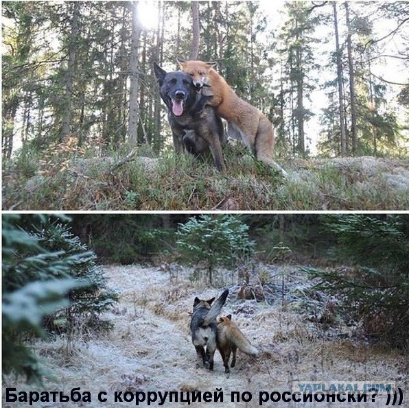 За ударившую ребенка хозяйку пинчера заступилась прокуратура Петербурга