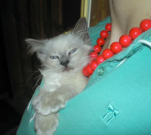 Котовторник на ЯПлакалъ (10.06.08), прикольные коты, добавляем свои!
