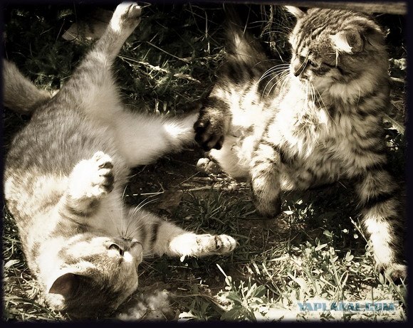 Ура, котовторник! (01.07.2008)