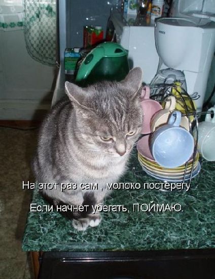 Устами котов
