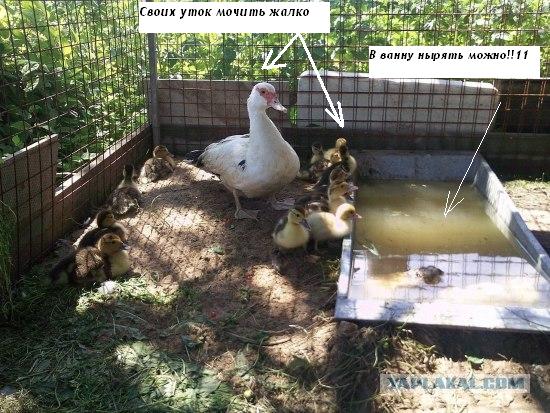 Мускусные утки