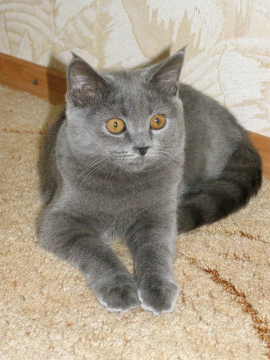 It's Catursday Fever! (Котовторник)
