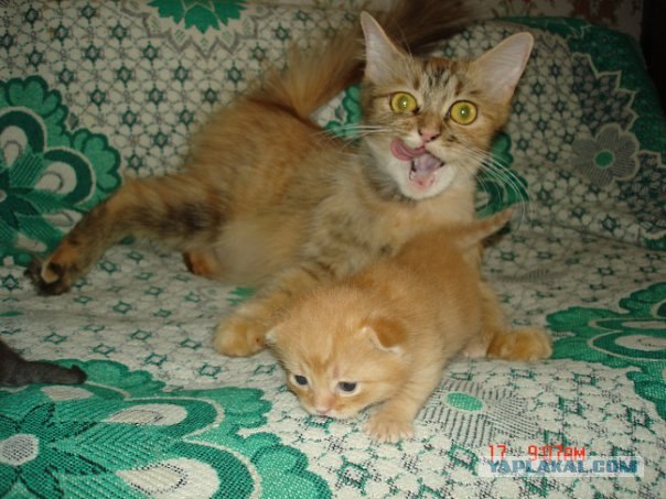 Котовторник уже сегодня!