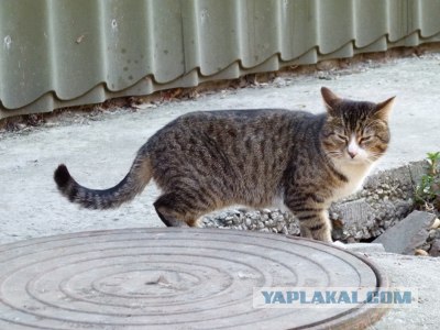 Котовторник!