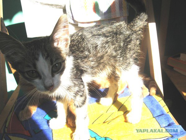 Котовторник  07.06.11