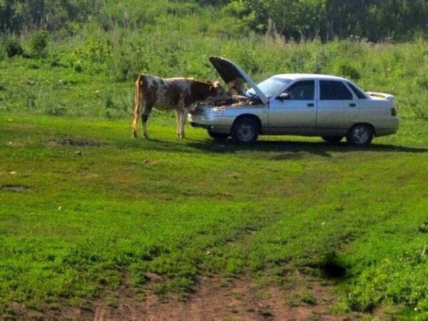 Нестандартный юмор