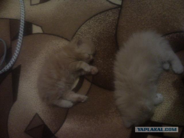 Котовторник 11.09.2012