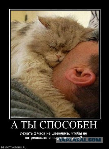 Сон котейки нельзя тревожить!