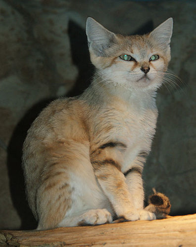 Дикий котовторник