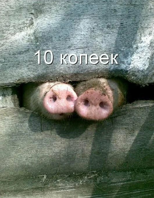 Не очень адекватный юмор