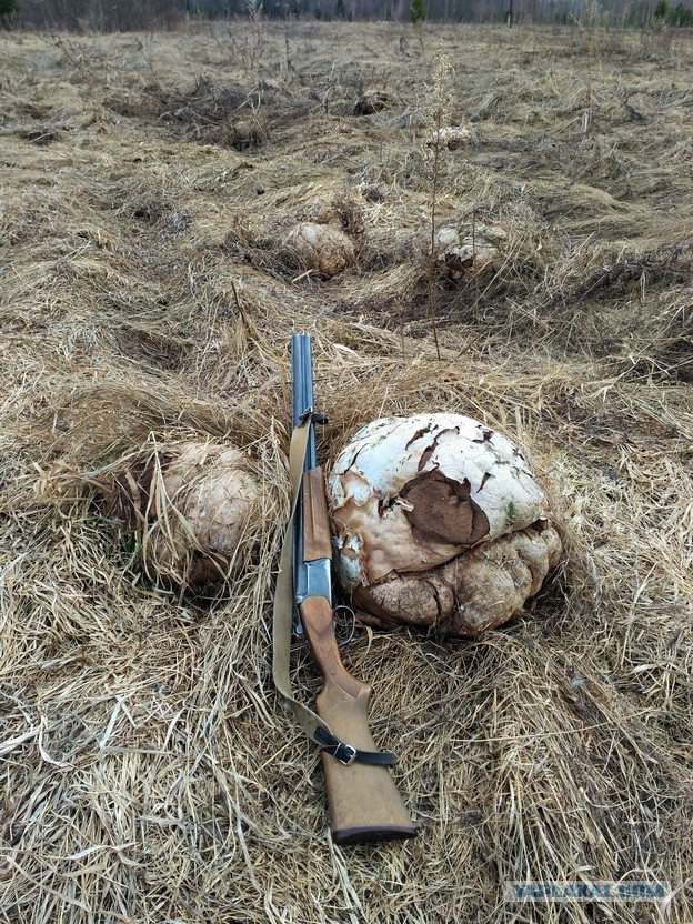 Гигантский гриб головач